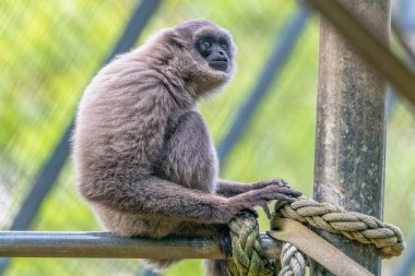 Gümüş Gibbonlar nesli tükenenler listesinde ve sadece Endonezya 'nın Java adasında bulunuyorlar..