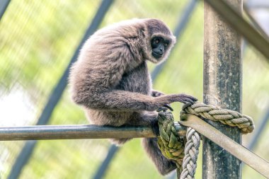 Gümüş Gibbonlar nesli tükenenler listesinde ve sadece Endonezya 'nın Java adasında bulunuyorlar..
