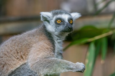 Halka, uzun, canlı çizgili, siyah beyaz kuyruklu lemurları takip ediyordu. Afrika 'nın doğu kıyısındaki Madagaskar adasının yerlileridir..
