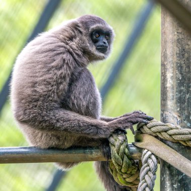 Gümüş Gibbonlar nesli tükenenler listesinde ve sadece Endonezya 'nın Java adasında bulunuyorlar..