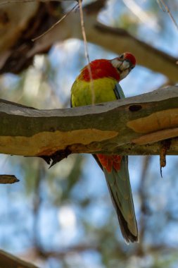 Eastern Rosella in a gum tree at Putta Bucca Wetlands, Mudgee, NSW, Australia. clipart