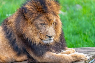 Afrika Aslanı - Ormanın Kralı Yakın plan