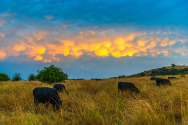 Sunset, cows and mammatus clouds after the storm on the outskirts of Blayney in the Central West of NSW, Australia. clipart