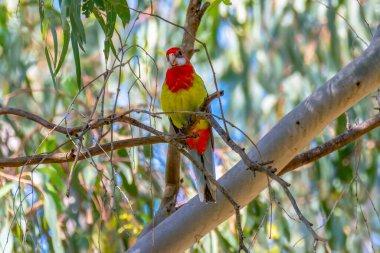 Eastern Rosella in a gum tree at Putta Bucca Wetlands, Mudgee, NSW, Australia. clipart