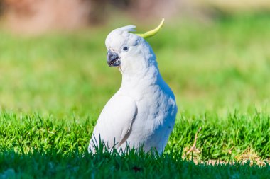 Sulphur-crested Cockatoo on the grass at Blayney, Central West, NSW, Australia. clipart