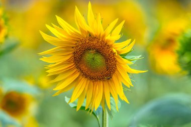 Big, bold and beautiful sunflowers and bees on a farm at Hobbys Yards, Central West, NSW, Australia. clipart