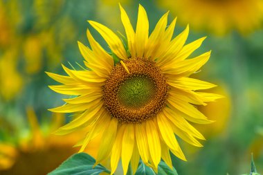 Hobbys Yards, Central West, NSW, Avustralya 'daki bir çiftlikte büyük, cesur ve güzel ayçiçekleri ve arılar..
