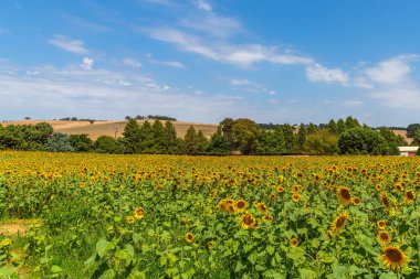 Hobbys Yards, Central West, NSW, Avustralya 'daki bir çiftlikte büyük, cesur ve güzel ayçiçekleri..