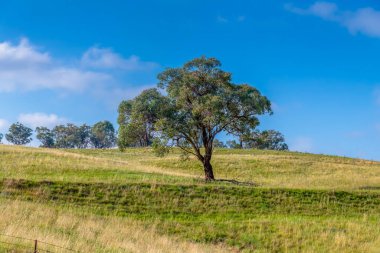 Sofala, Avustralya 'nın NSW eyaletinin orta batısında küçük sessiz bir köydür.,