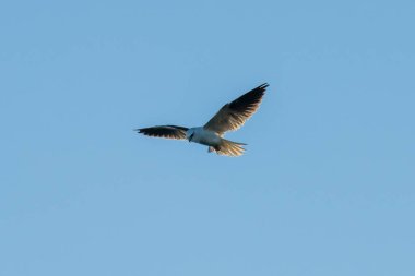 The adult black-shouldered kite has predominantly grey-white plumage and prominent black markings on the wings. above its red eyes. Blayney, Central West, NSW, Australia. clipart