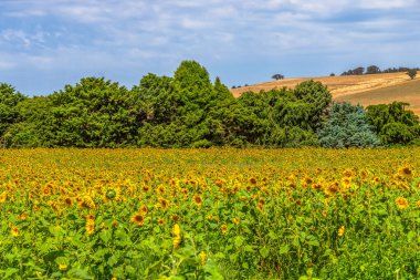 Hobbys Yards, Central West, NSW, Avustralya 'daki bir çiftlikte büyük, cesur ve güzel ayçiçekleri..