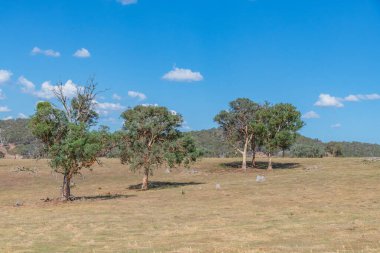 Rural scenery on a road trip in the Southern Tablelands and Upper Lachlan Shire in NSW, Australia. clipart