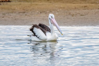 Mallacoota, Gippsland, Victoria, Avustralya 'daki Mallacoota körfezinde sudaki pelikan..