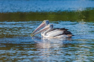 Akşamın erken saatlerinde Wallaga Gölü ve Gulaga Dağı 'nda gün batımı yaklaşırken pelikanlar. Avustralya, NSW 'nin Sapphire Sahili' nde Bermagui.