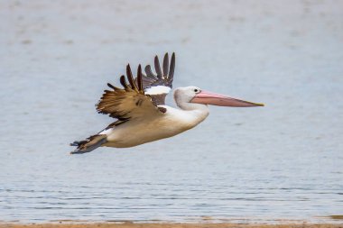 Avustralya Pelikanı Mallacoota körfezinde Mallacoota, Gippsland, Victoria, Avustralya.