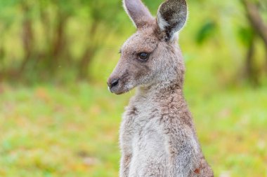 Sapphire kıyısındaki Wonboyn 'da Doğu Gri Kanguru, Güney Sahili, NSW, Avustralya.