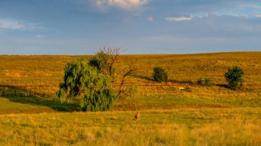 Picturesque rural landscape and kangaroos bathed in the late afternoon light on a summer's day in the Monaro Region, NSW, Australia
