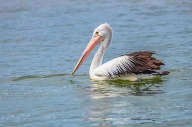 Mallacoota, Gippsland, Victoria, Avustralya 'daki Mallacoota körfezinde sudaki pelikan..