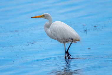 Wallaga Gölü 'ndeki Doğu Büyük Akbalıkçıl, Bermagui, NSW, Avustralya.