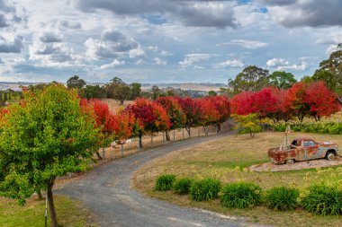 Avustralya, NSW 'nin orta batısındaki Blayney' nin varoşlarında, ağaçta sonbahar yaprakları sıralanmıştı..