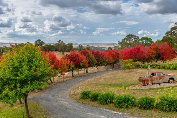Avustralya, NSW 'nin orta batısındaki Blayney' nin varoşlarında, ağaçta sonbahar yaprakları sıralanmıştı..