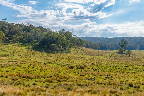 Monaro Bölgesi, NSW, Avustralya 'da bir yaz günü öğleden sonra saatlerinde resimli kırsal manzara yıkandı.