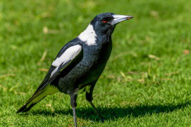Avustralyalı bir saksağan Curl Curl, NSW, Avustralya 'da yiyecek böcek arıyor..