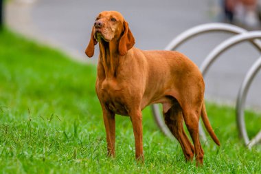 Macar Vizsla, kısaca Macar Sivri uçlu, kısa saçlı bir köpektir. Fotoğraf Sidney, NSW, Avustralya 'da futbol oynarken çekilmiş..