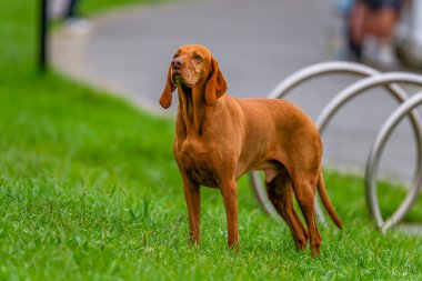 Macar Vizsla, kısaca Macar Sivri uçlu, kısa saçlı bir köpektir. Fotoğraf Sidney, NSW, Avustralya 'da futbol oynarken çekilmiş..