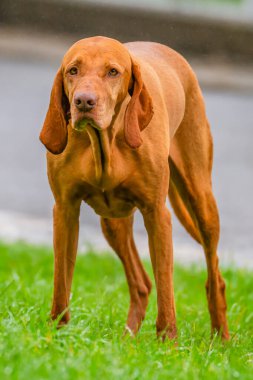 Macar Vizsla, kısaca Macar Sivri uçlu, kısa saçlı bir köpektir. Fotoğraf Sidney, NSW, Avustralya 'da futbol oynarken çekilmiş..