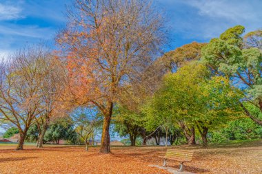 Kış yaklaşırken ağaçlar sonbahar ihtişamlarının çoğunu Blayney, Orta Batı, NSW, Avustralya 'daki Albert Cook Park' ta kaybettiler..