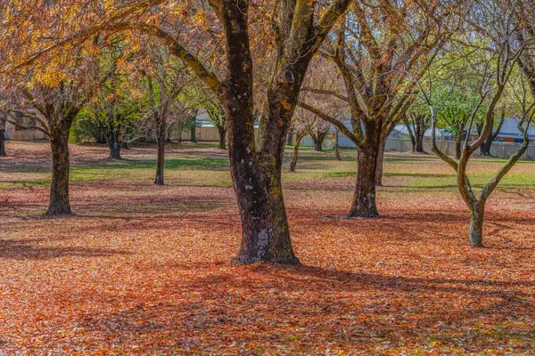 Kış yaklaşırken ağaçlar sonbahar ihtişamlarının çoğunu Blayney, Orta Batı, NSW, Avustralya 'daki Albert Cook Park' ta kaybettiler..