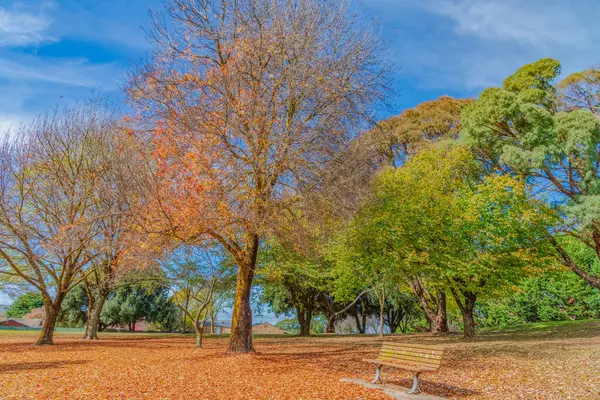 Kış yaklaşırken ağaçlar sonbahar ihtişamlarının çoğunu Blayney, Orta Batı, NSW, Avustralya 'daki Albert Cook Park' ta kaybettiler..