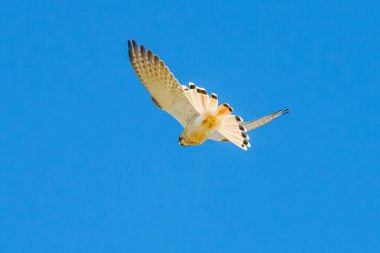 Avustralya Kestrel ya da Nankeen Kestrel mavi gökyüzünde uçarken Orta Batı, NSW, Avustralya 'da çekildi..