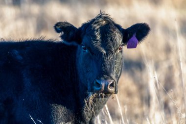 Avustralya, NSW 'nin orta batısındaki Blayney' in varoşlarındaki otlakta bir inek..