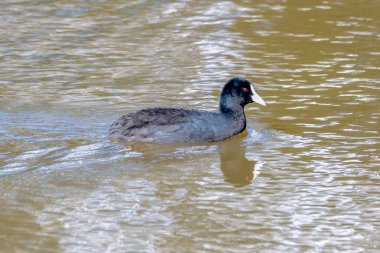 Avrasya yaban ördeği sulak alanlarda, Heritage Park, Blayney, Orta Batı, NSW, Avustralya.