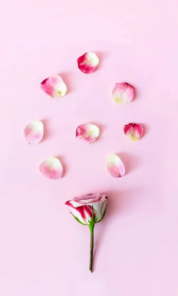 Vertical Pink Wallpaper White Magenta Rose Petals Minimal Elegant Floral — Stock Photo, Image