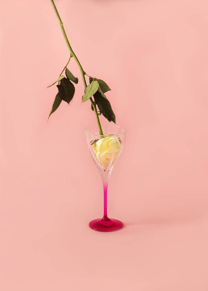 A white rose upside down in a glass on pink background. Minimal surreal concept for spring summer flower wallpaper or background.