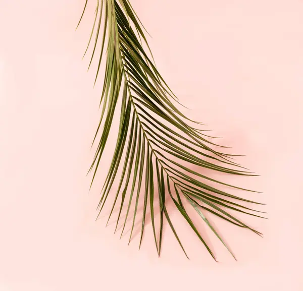 Een Palmboom Roze Achtergrond Minimaal Verticaal Ontwerp Voor Exotisch Behang — Stockfoto