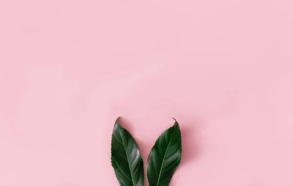 Twee Groene Bladeren Roze Achtergrond Minimaal Creatief Concept Voor Pasen — Stockfoto