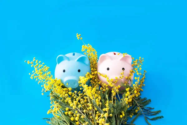 A blue and a pink piggy bank behind yellow mimosa flowers against blue background. Surreal concept for Valentine card or banner. Design for editorial on love and money