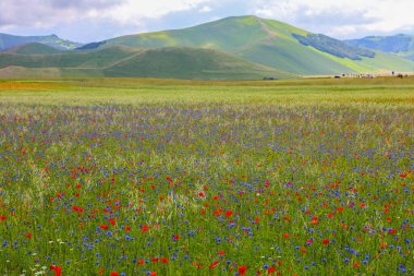 La fioritura nei campi di lenticchie dell 'altipiano di Castelluccio di Norcia, nel parco Nazionale dei Monti Sibillini, Umbria e Marche, Italia, in una giornata nuvolosa d' state.