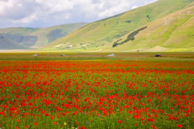 La fioritura nei campi di lenticchie dell 'altipiano di Castelluccio di Norcia, nel parco Nazionale dei Monti Sibillini, Umbria e Marche, Italia, in una giornata nuvolosa d' state.
