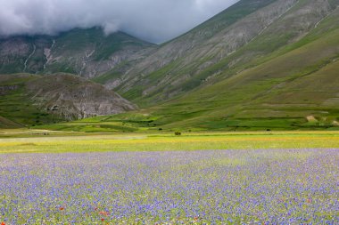 La fioritura nei campi di lenticchie dell 'altipiano di Castelluccio di Norcia, nel parco Nazionale dei Monti Sibillini, Umbria e Marche, Italia, in una giornata nuvolosa d' state.