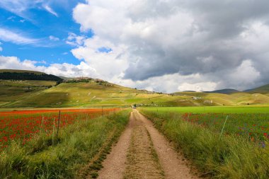 La fioritura nei campi di lenticchie dell 'altipiano di Castelluccio di Norcia, nel parco Nazionale dei Monti Sibillini, Umbria e Marche, Italia, in una giornata nuvolosa d' state.