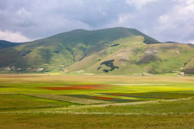 La fioritura nell 'altipiano di Castelluccio di Norcia, Umbria, İtalya