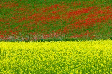 La fioritura nei campi di lenticchie dell 'altipiano di Castelluccio di Norcia, nel parco Nazionale dei Monti Sibillini, Umbria e Marche, Italia, in una giornata nuvolosa d' state.