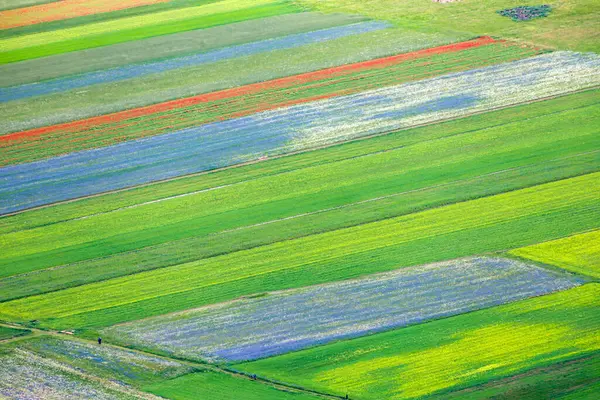 Le colline e il pian Grande dell'altipiano di Castelluccio di Norcia durante la fioritura dei campi di lenticchie in una nuvolosa giornata estiva, parco nazionale dei Monti Sibillini, Umbria e Marche, Italia