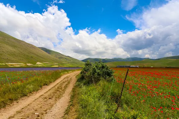 La fioritura nei campi di lenticchie dell 'altipiano di Castelluccio di Norcia, nel parco Nazionale dei Monti Sibillini, Umbria e Marche, Italia, in una giornata nuvolosa d' state.
