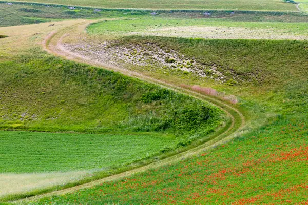 La fioritura nell 'altipiano di Castelluccio di Norcia, Umbria, İtalya